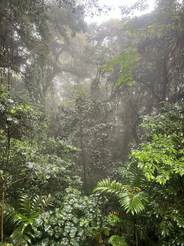 Cloud Canyon trees in Costa Rica