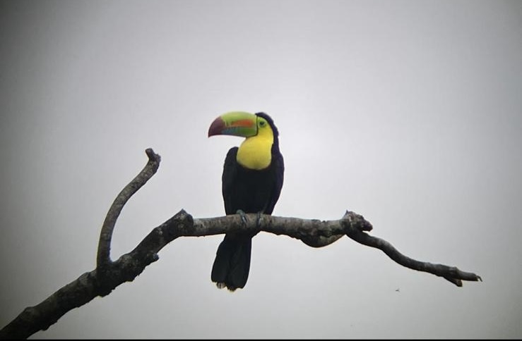 A wild toucan